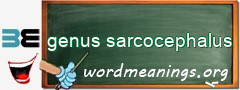 WordMeaning blackboard for genus sarcocephalus